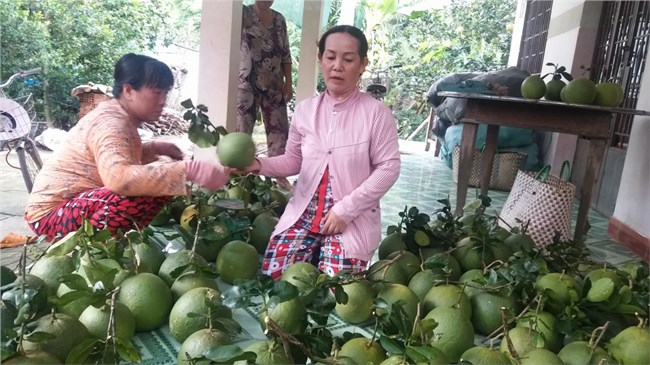   Bến Tre: Doanh nghiệp- nhà vườn khẩn trương chuẩn bị xuất khẩu bưởi da xanh sang thị trường Hoa Kỳ 